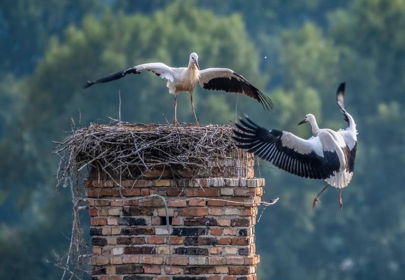 Professional Chimney Animal Removal Services in Itasca, Illinois